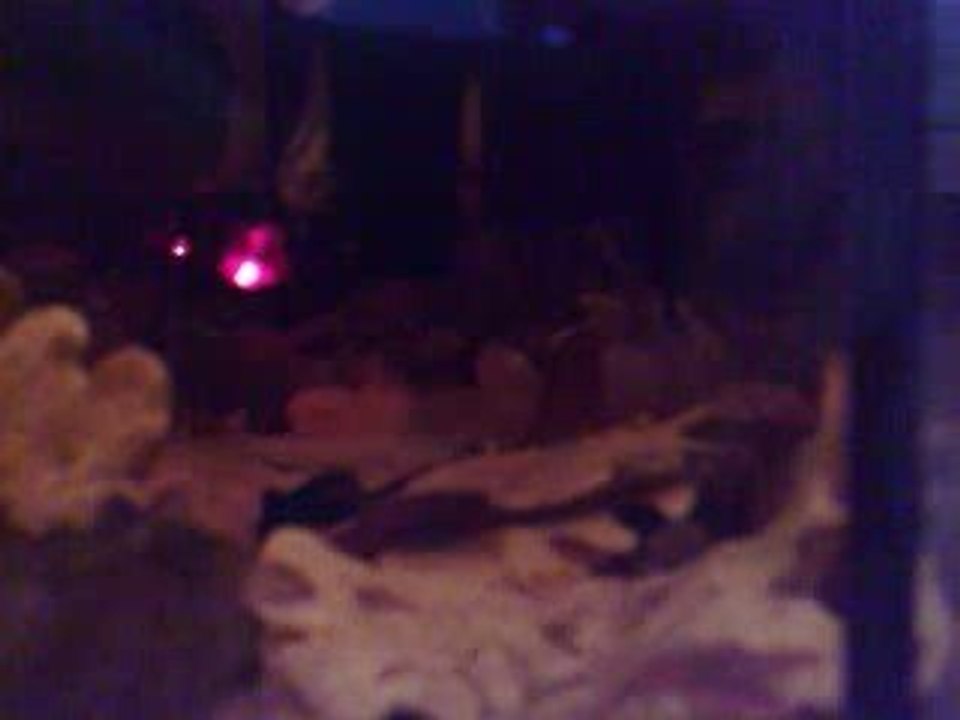 femelle taeniacara candidi et ses petits