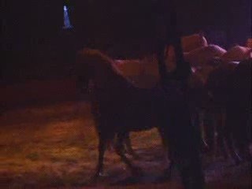 LES CHEVAUX