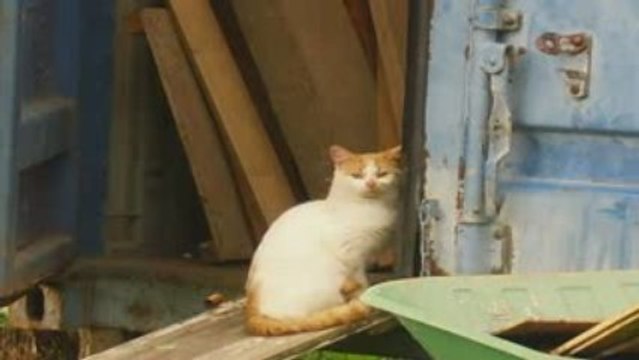 toute la journer des animaux exiter hoo!yeah!clip chapitre 2