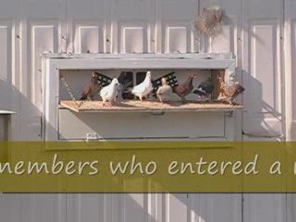 Pigeon Pal's Daily Racing Club 61 A Full Race