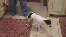 Dog wearing shoes - so funny
