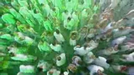 Sensation.White.July.2004 30-40