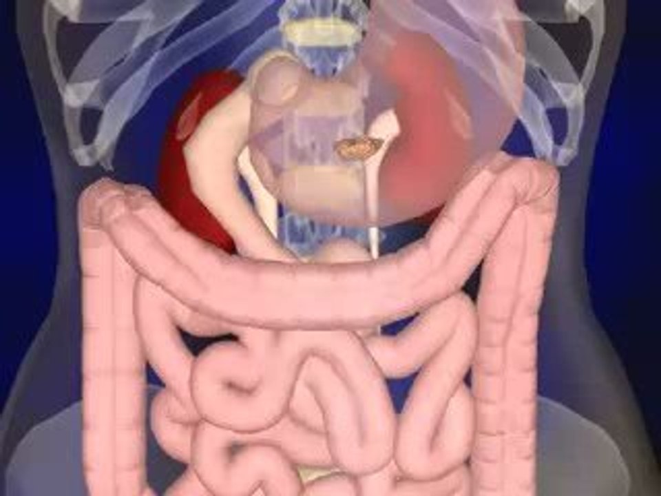 Digestive System animation