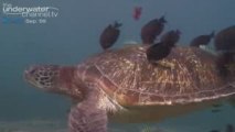Josh Jensen Green Turtles at The Underwater Channel.tv