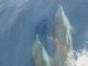Dauphins en Méditerranée - Dolphins in Mediterranée