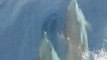 Dauphins en Méditerranée - Dolphins in Mediterranée
