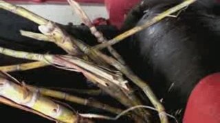 From Sugar Cane To Rum HD