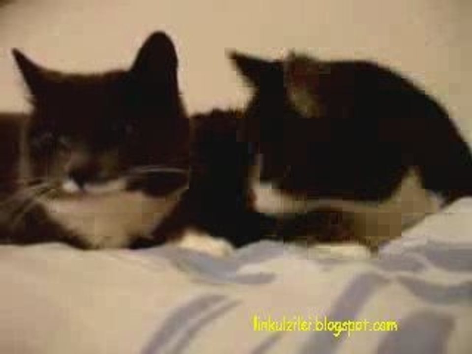 Two Cats Talking (with translation)