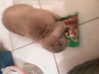 noisette et ces bétises ^^