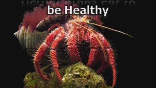 What do hermit crabs eat? - Get To Know What's Healthy ...