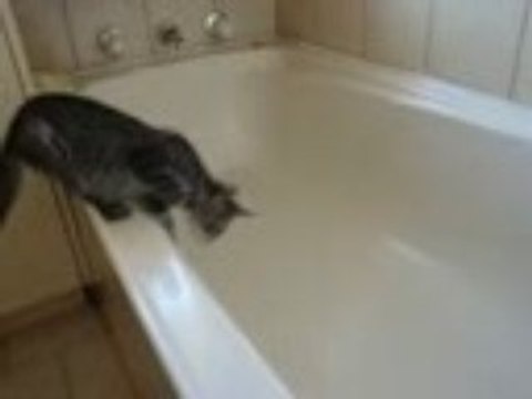 un chat bien trop curieux