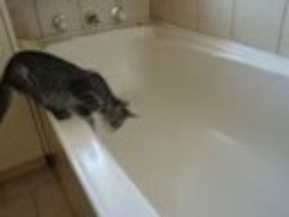 un chat bien trop curieux