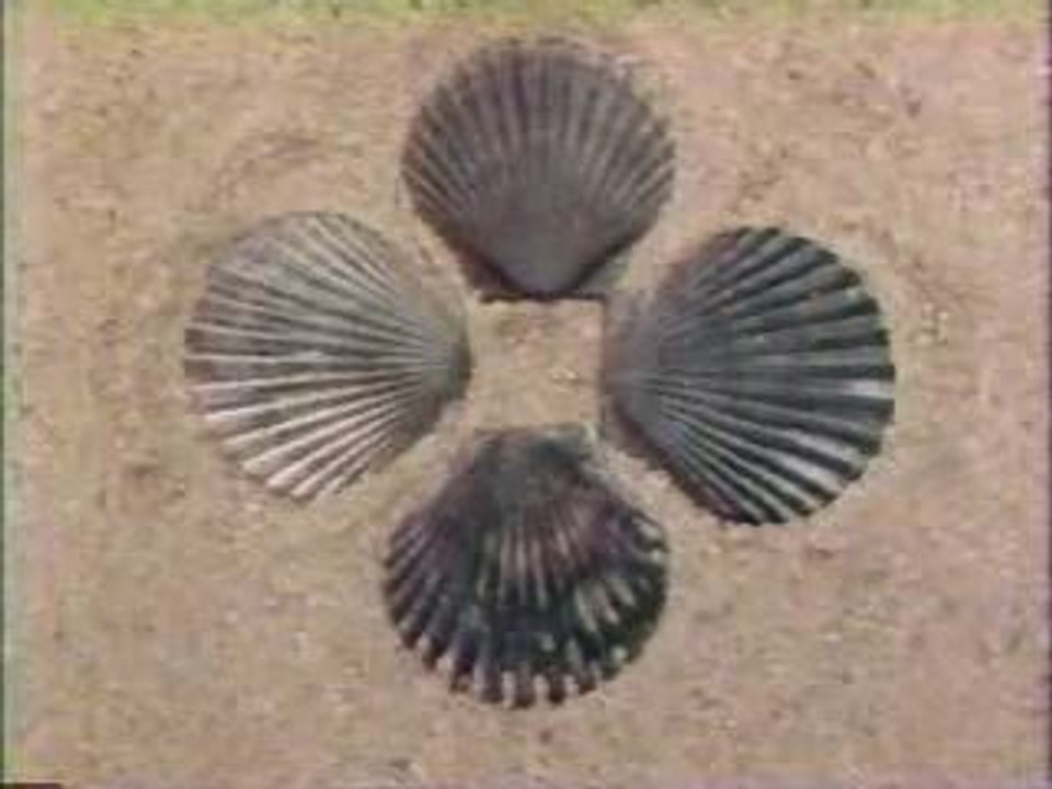 Classic Sesame Street animation - Sea Shells