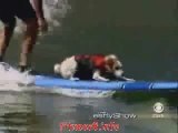 amazing, dog can surfing never seen it