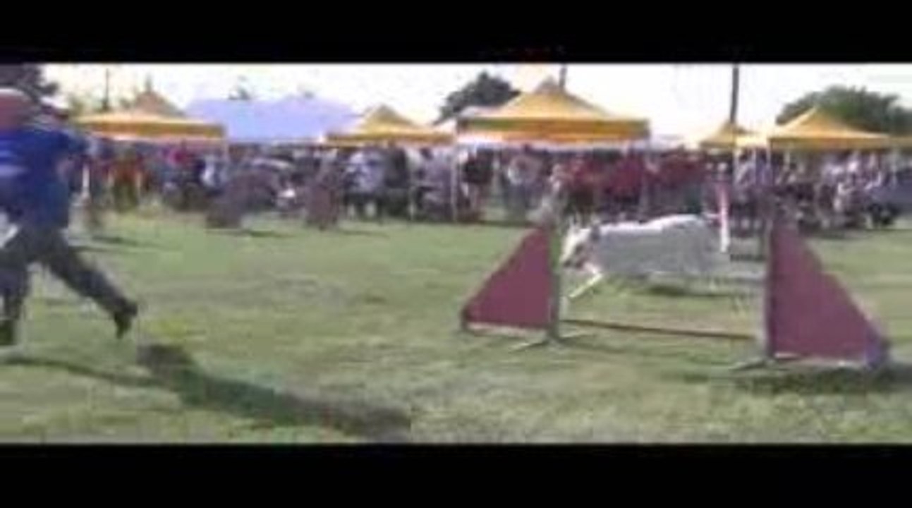 Thao jumping Agility Belleville 13/09/2009