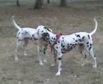 Deux dalmatien joueur