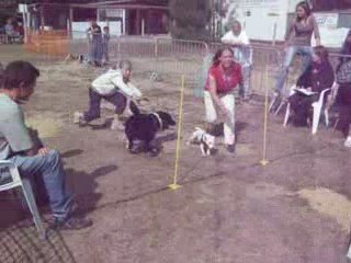 éuipe  3 chiens fly ccpm2009 117