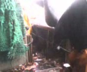 chalutier "mercator" requin pelerin