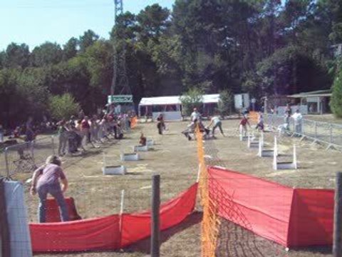 brassage fly 3 chien concours ccpm2009 128