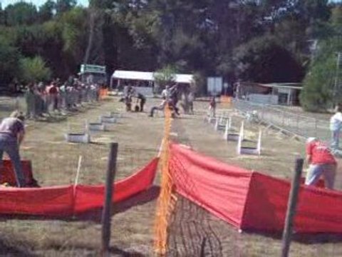 brassage 3 chiens fly concours ccpm2009 132