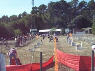 brassage 3 chiens fly  ccpm2009 134