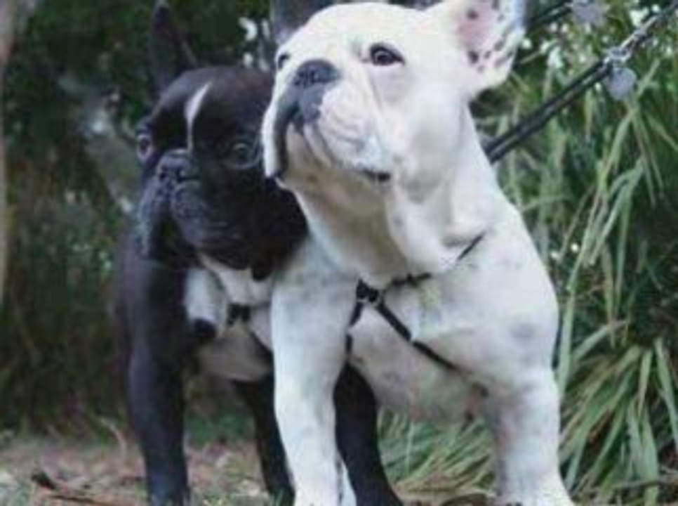 Dog Training, Pyppy Training - Stop barking