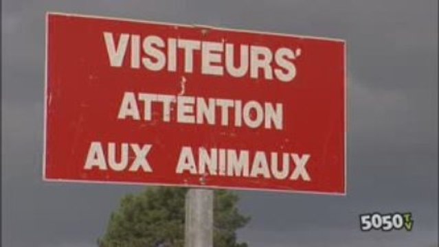 La Foire aux Chevaux, Lessay, vendredi 11 septembre 2009