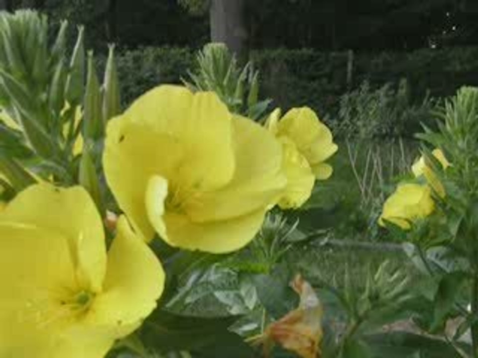 naissance de deux fleurs