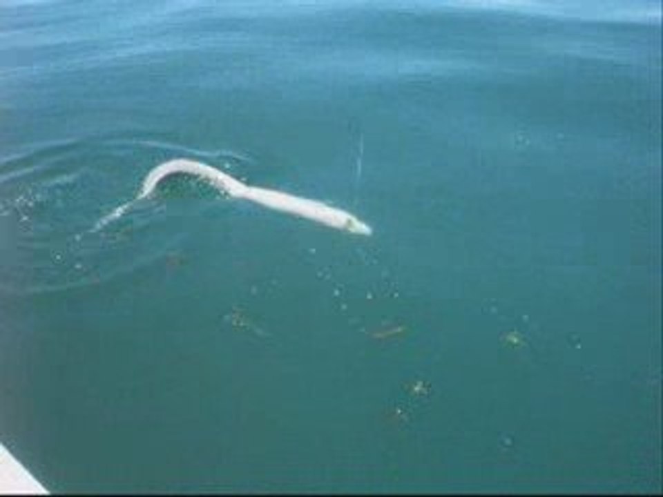 Peche en mer