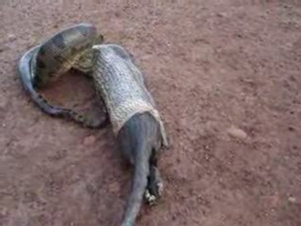 Snake vomit to survive Vidéo Dailymotion