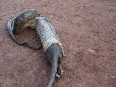 Snake vomit to survive - Spi0n.com