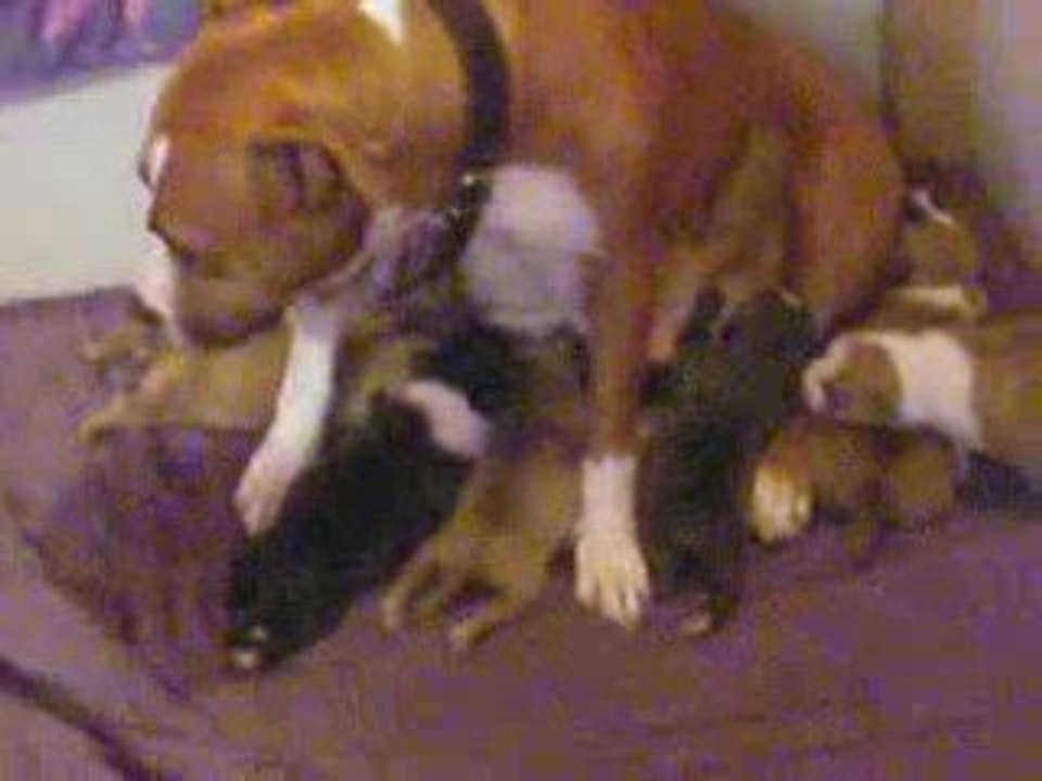 bebes de capone et shyna a 8 jours