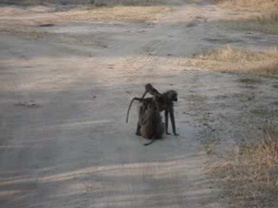 Baboon