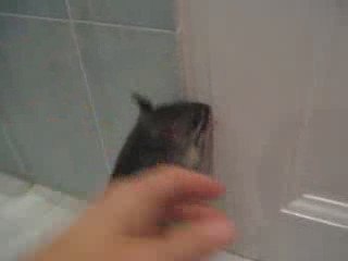 Dobby a un peu plus de trois mois...