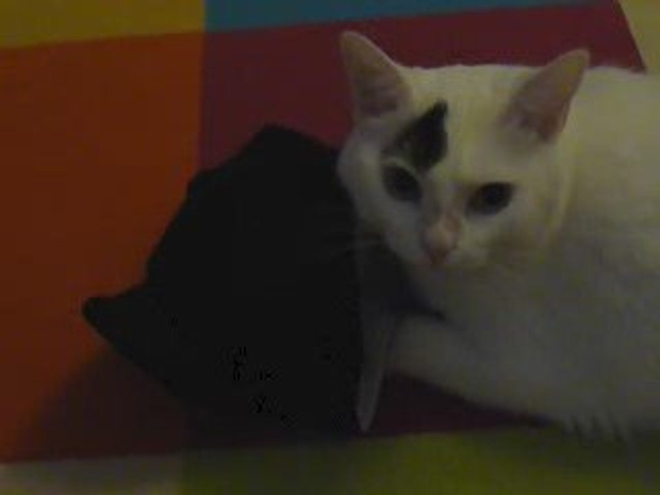 Chat peau