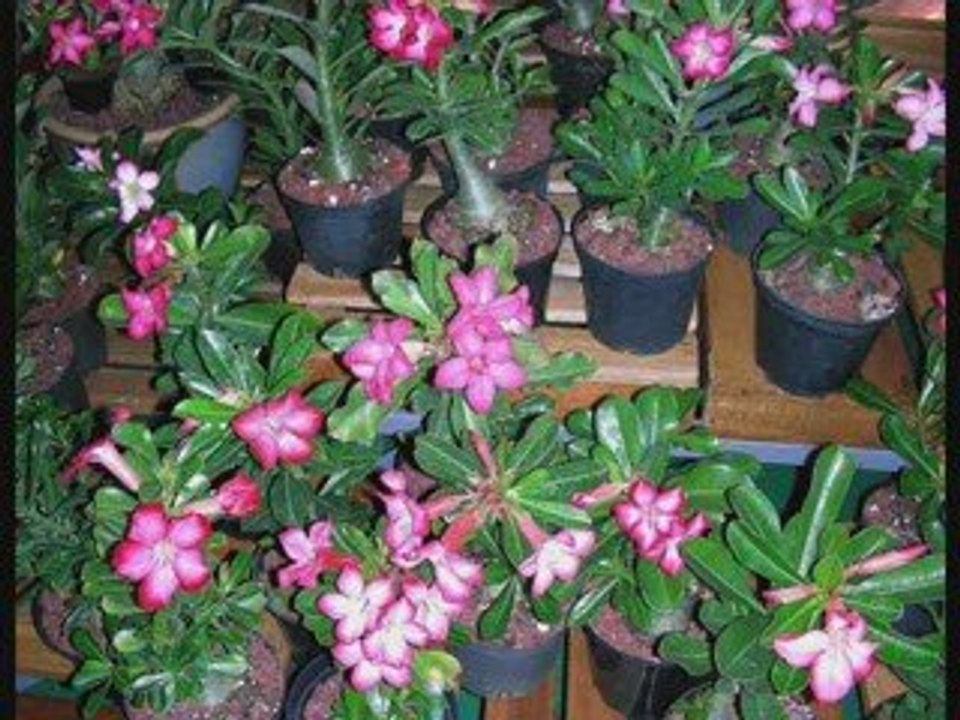 LE P'TIT CRAYON DES ILES EN MUSIQUE