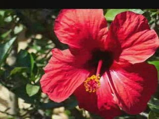 Frédéric LABRADOR - JARDINIER PAYSAGISTE - bambouseraie