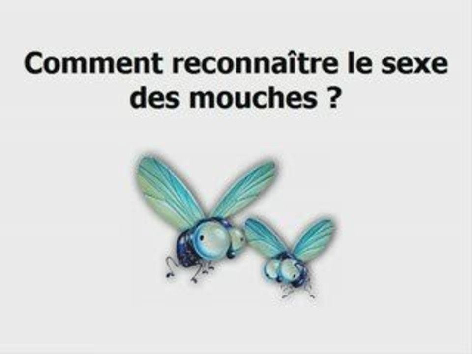 sexe de la mouche