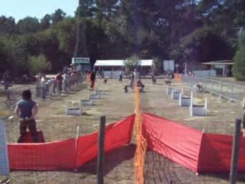 brassage fly  2 chiens concours ccpm2009 137