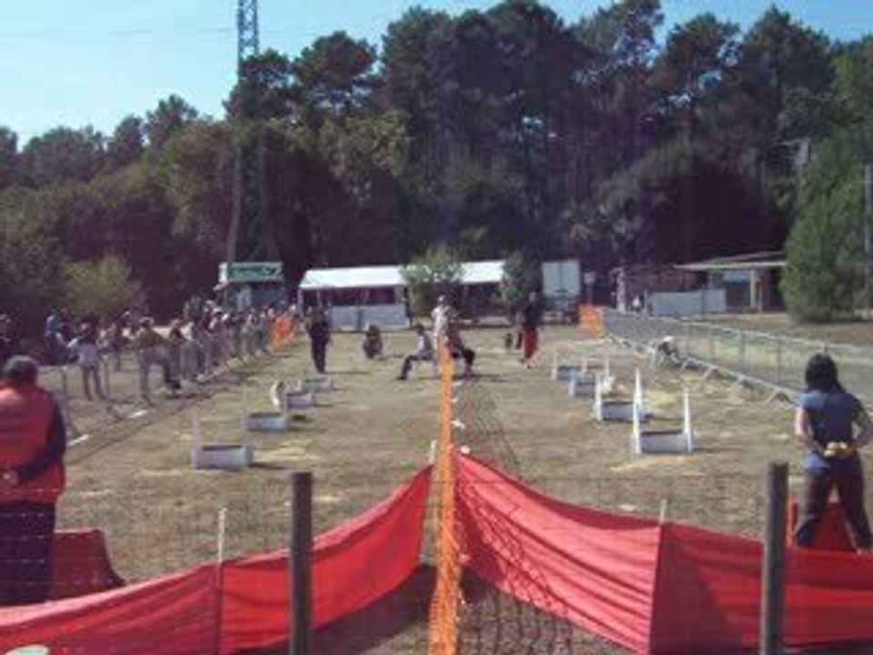 brassage fly 2 chiens concours ccpm2009 140