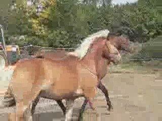 sibélius et pitch w en liberté 5e séances