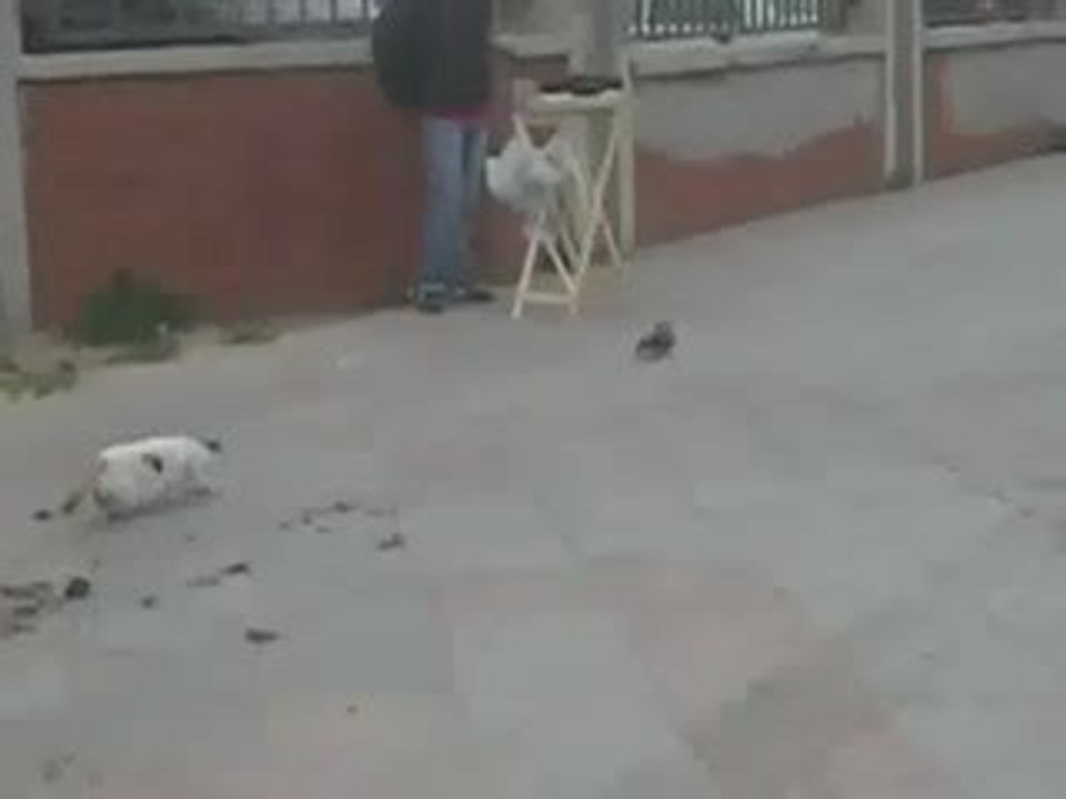 Bir Kedinin Yıkıldığı An