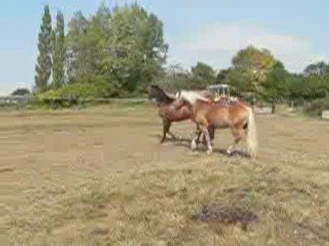 pitch et sibélius : travail duo en liberté