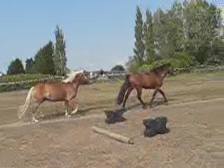 pitch et sibélius : travail duo en liberté