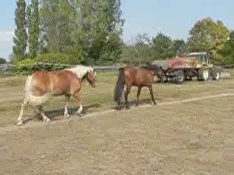 pitch et sibélius : travail duo en liberté