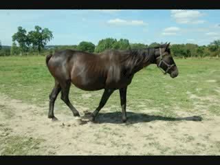 Sauvez la jument Enevère de l'abattoir en 1 clic par jour !