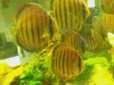 discus sauvage 2