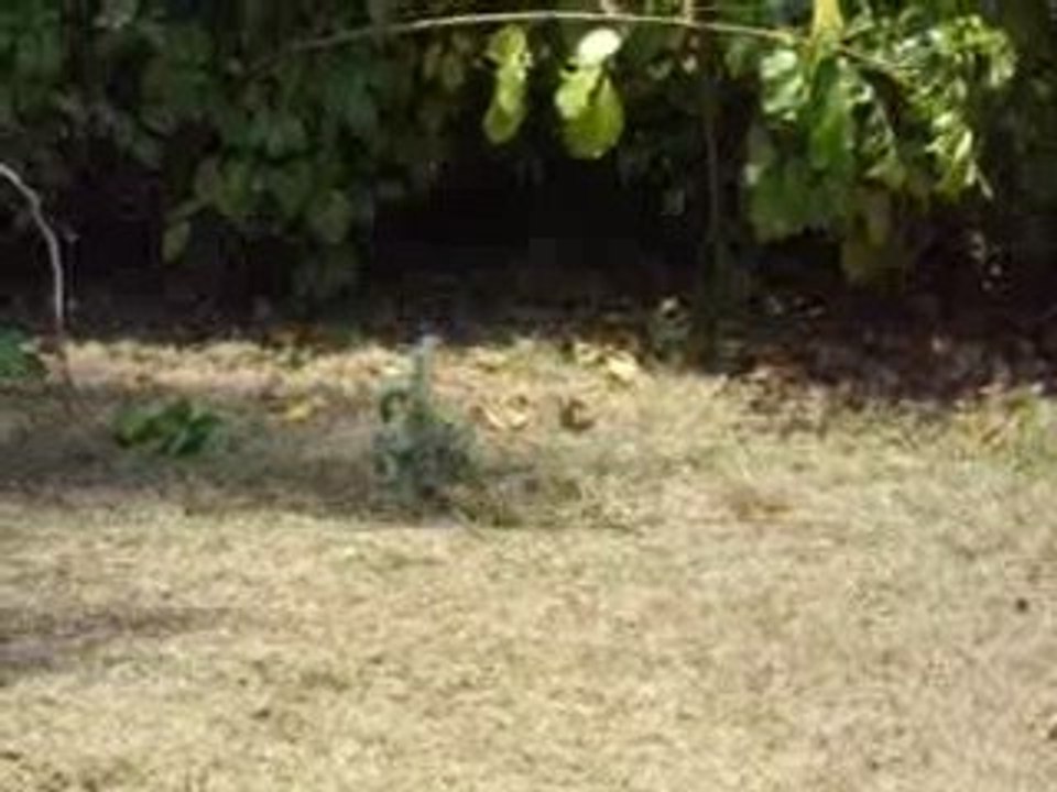 pompon notre 2ème iguane !