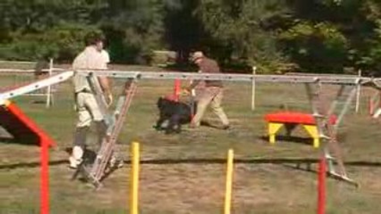 Unix de Lage Baston. Bouvier des Flandres en Agility