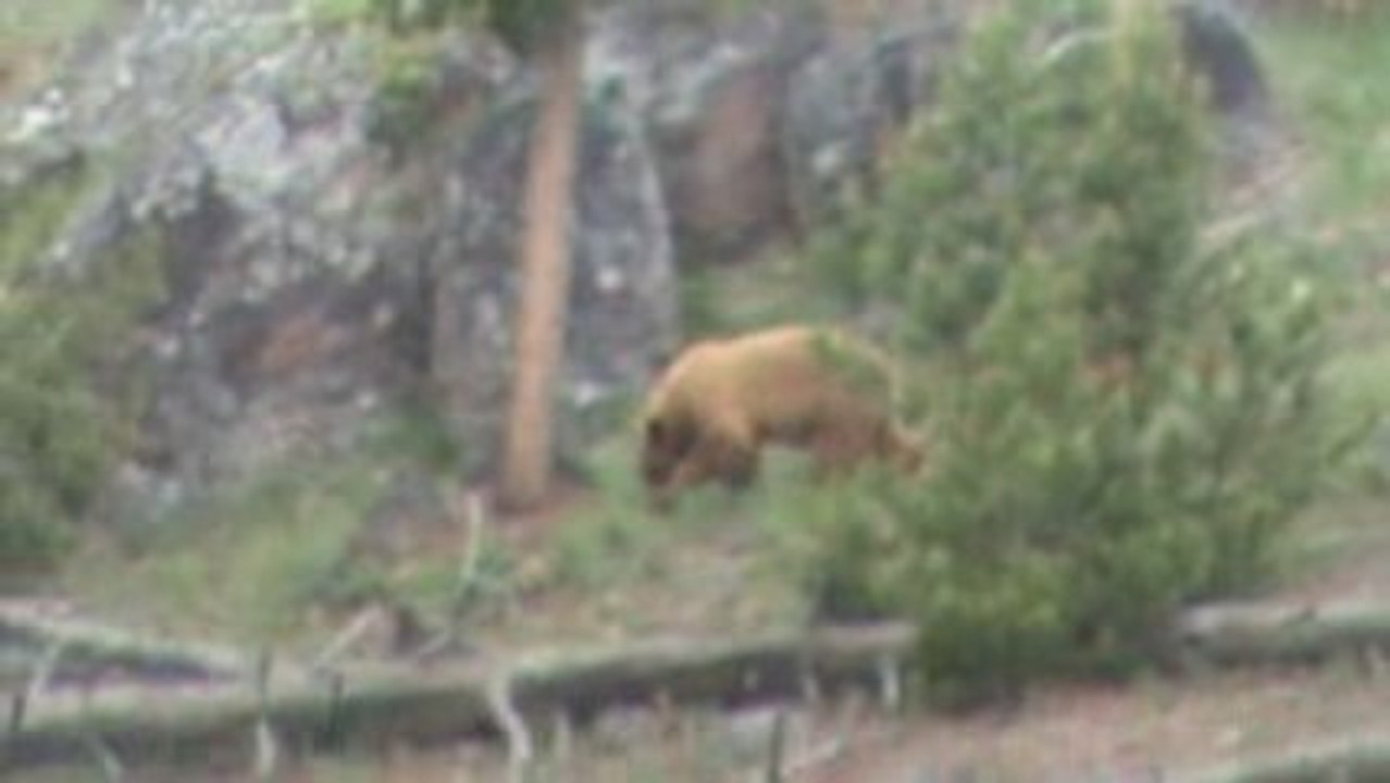 Voyage Yellowstone Jour j+2 (21)
